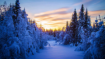 Winter Sunrise, snow, colors, clouds, trees, landscape, sky, forest HD wallpaper