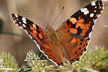 Butterfly on Flowers, animal, insects, flowers, butterfly HD wallpaper