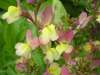Spring flowers, trees, leaves, green, yellow HD wallpaper