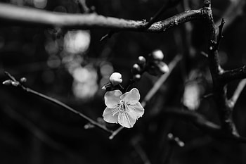 Flower, Macro, Bloom, Flowering, Branch, Bw, Chb HD wallpaper