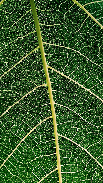 Plant, Macro, Sheet, Leaf, Veins HD phone wallpaper