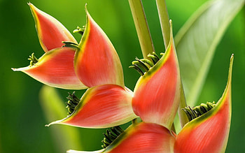 Flower, Plant, Macro, Carved, Form HD wallpaper