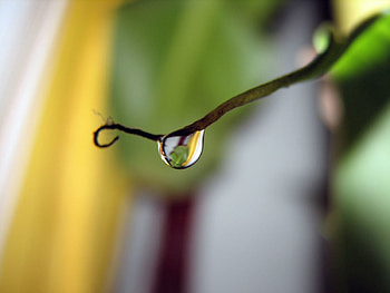 Macro, Glare, Light, Wood, Tree, Branch, Light Coloured, Drop HD wallpaper