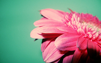 Background, Flower, Macro, Petals HD wallpaper