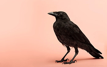 Animals, Background, Bird, Raven, Shoot, ession HD wallpaper