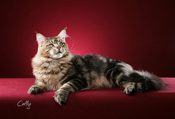 Cat, kitten, gato, animals, cute HD wallpaper