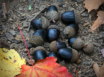 Brown acorn, , Peakpx HD wallpaper