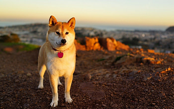 Shiba Inu, Cute doge meme, Macbook Pro , Adorable dogs HD wallpaper