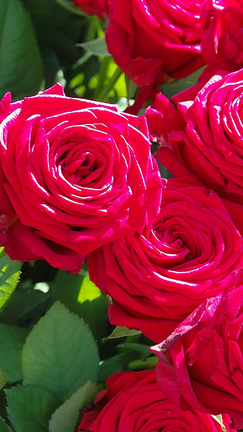Beautiful Rose, Pink, Floral Background HD phone wallpaper