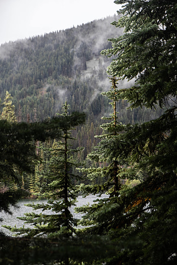 Nature, Rain, Drops, Branch, Fir, Spruce HD phone wallpaper