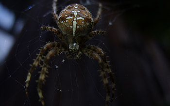 The Monster, ugly, animals, arachnids, spider, web HD wallpaper