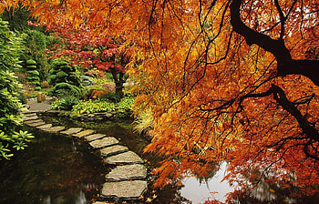 Park, other, autumn, nature HD wallpaper
