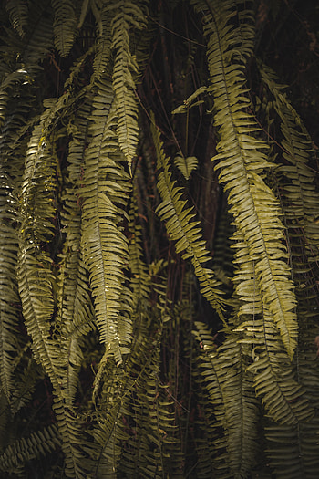 Leaves, Macro, Fern, Branches HD phone wallpaper