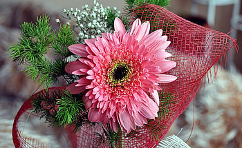 Flowers, Gypsophilus, Gipsophile, Composition, Gerbera, Packaging, Spruce Branch HD wallpaper