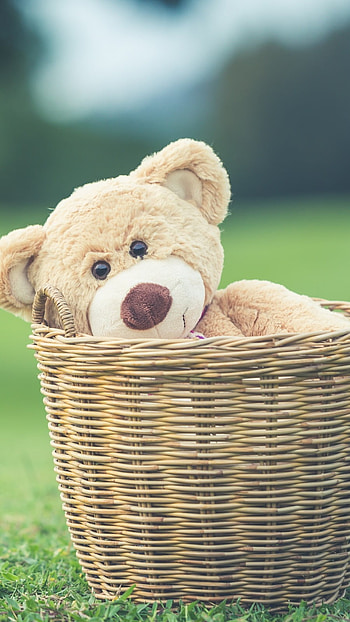 Cute Teddy Bear, Basket, grass background HD phone wallpaper