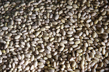 Food, Background, Beans, Peas, Pea HD wallpaper