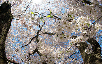 Flowers, Leaves, Wood, Tree, Branches, Bloom, Flowering, Spring, Apple Tree HD wallpaper
