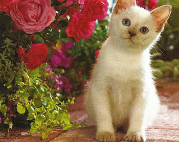 White kitten, kitten, roses, garden, cute, flowers HD wallpaper