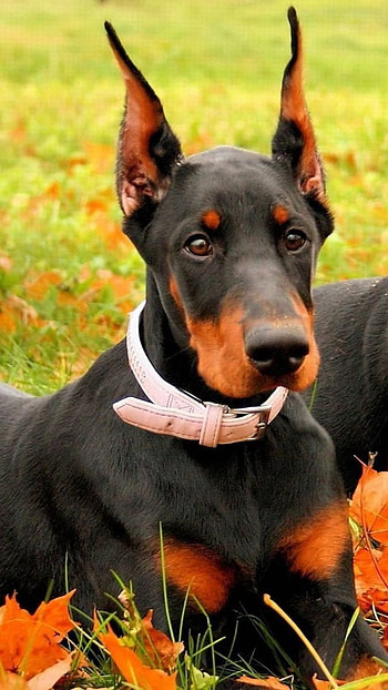 Doberman Dog, Brown Dog HD phone wallpaper