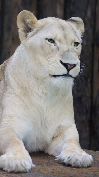 White Lion, Family, Zoo Background HD phone wallpaper