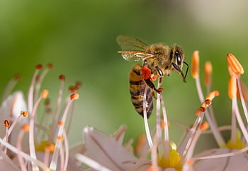 Close-up of a honey bee pollinating flowers, capturing vibrant colors and fine details. HD wallpaper