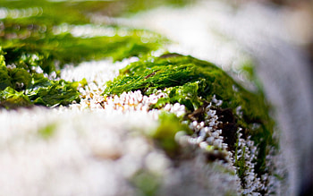 Grass, Snow, Macro HD wallpaper
