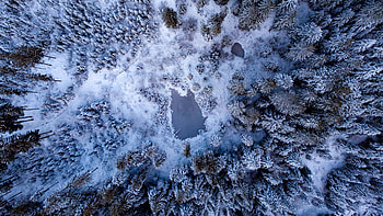 Aerial View Of Pond Snow Covered Trees Bushes Forest Nature HD wallpaper