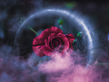 Rose Dreamy , rose, flowers, graphy HD wallpaper