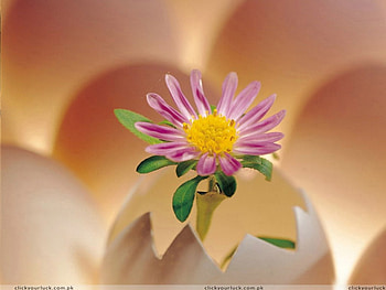 flower, nature HD wallpaper