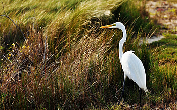 Animals, Grass, Feather, Heron, Bird, To Stand, Stand HD wallpaper