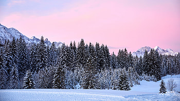 Mountains Trees Pink Snow HD wallpaper