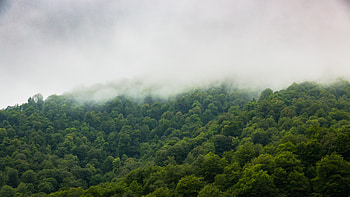 Nature, Trees, Sky, Forest, Fog HD wallpaper