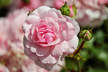 Rose , Roses, Flowers, Summer, Leaves HD wallpaper