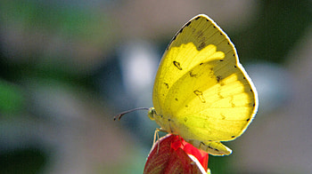 Butterfly, birds, colourfull butterfly, animals HD wallpaper