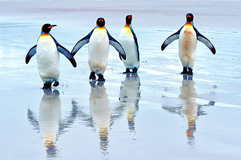 Artistic penguin , High-resolution , Eye-catching visuals, Stunning creation HD wallpaper