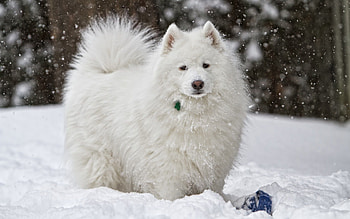 Animals, Winter, Snow, Dog HD wallpaper