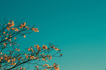 Nature, Sky, Minimalism, Branches HD wallpaper