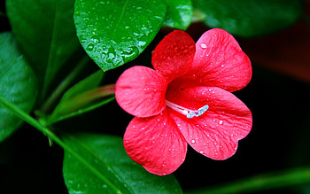 Plants, Flowers HD wallpaper