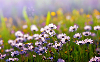 Plants, Flowers HD wallpaper