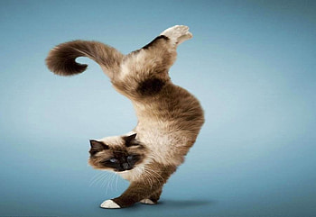 Acrocat, standing on front legs, cat, brown tan and black, persian HD wallpaper