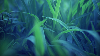 Grass, Macro, Greens HD wallpaper