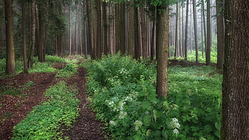 Forest path, grass, nature, Forest, tree HD wallpaper