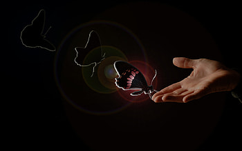 Butterfly, light, relax, sun, hand, on HD wallpaper