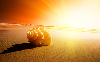 Landscape, Shells HD wallpaper