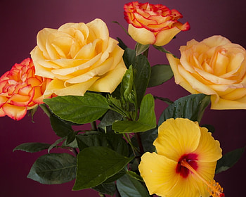 Hibiscus And Roses, bouquet, roses, yellow, nature, flowers, hibiscus HD wallpaper