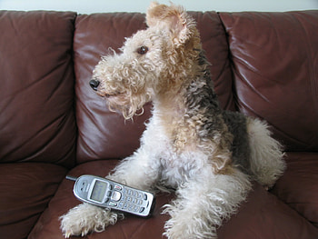 Fox Terrier, fghj, gfj, xdfh, fgh HD wallpaper
