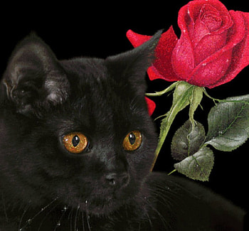 black & red, black, kitty, animals, cat, red rose HD wallpaper