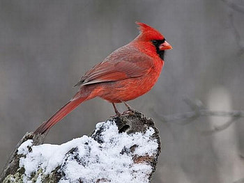 Red Bird, beautiful, bird, , red HD wallpaper