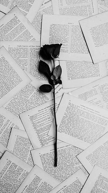 Aesthetic White Rose, Black and White Roses HD phone wallpaper