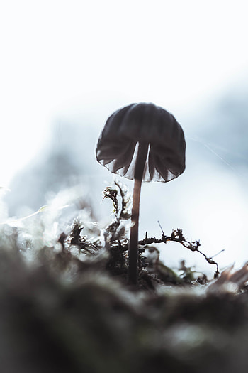 Macro, Blur, Smooth, Close-Up, Mushroom HD phone wallpaper